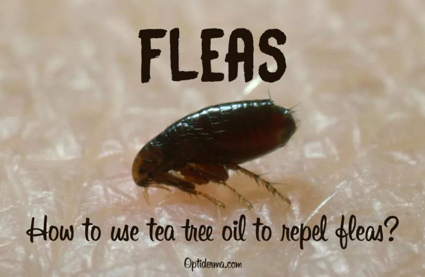 tea tree oil flea repellent